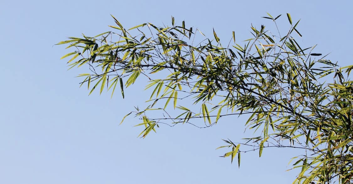 Bamboo branches against a blue sky